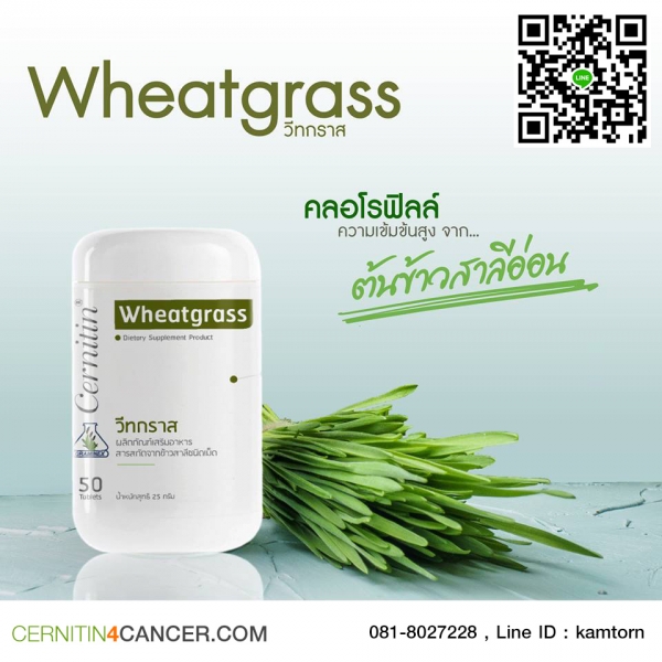 Wheatgrass ต้นอ่อนข้าวสาลี สุดยอดอาหารต้านมะเร็ง ฉายาเลือดสีเขียว