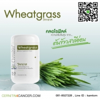Wheatgrass ต้นอ่อนข้าวสาลี สุดยอดอาหารต้านมะเร็ง ฉายาเลือดสีเขียว