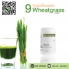 9 คุณประโยชน์สำคัญของ Wheatgrass
